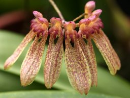 Bulbophyllumlongiflorum003_mini